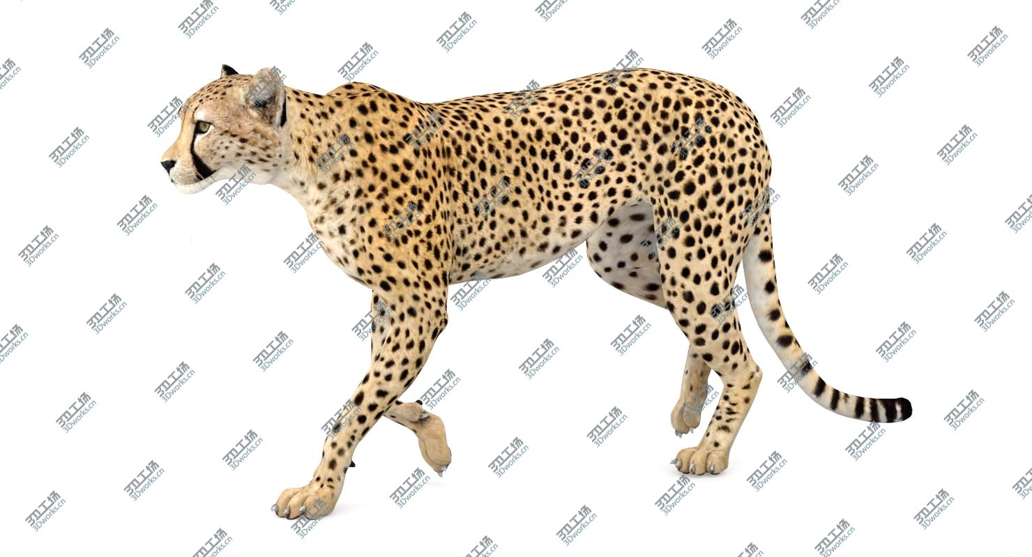 images/goods_img/2021040233/Cheetah Animated 3D model/5.jpg